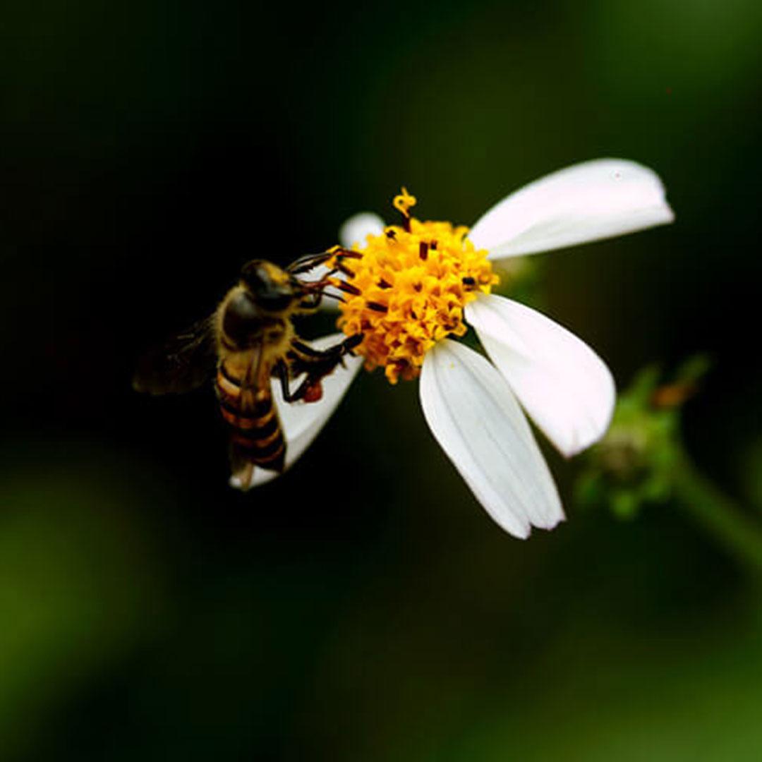 Novafam Fertile & Inosit méhpempő kapszula - Teherbeesés elősegítése természetes módon
