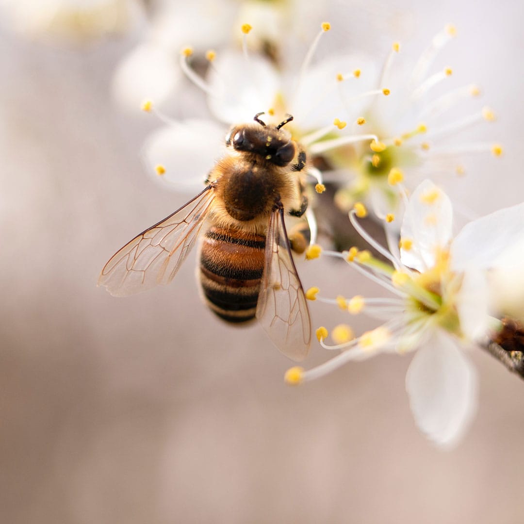 Novafam kapszula, teherbeesés, PCOS legyőzése természetes méhpempővel